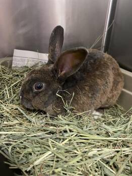 SPIRIT* -  Bunny Rabbit and Rex Rabbit for Adoption in Santa Cruz, California - SPIRIT* | PetCurious