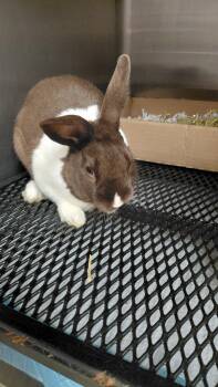 Bun Bun -  Dutch Rabbit for Adoption in Cincinnati, Ohio - Bun Bun | PetCurious
