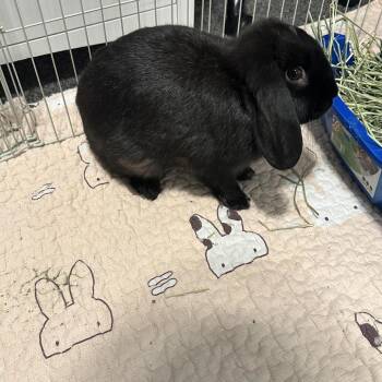 Mini Lop Rabbits Available for Adoption in Plumsted, New Jersey - The Notorious B.U.N. | PetCurious