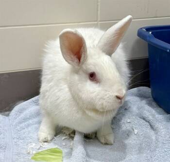 Rescue Bunny Rabbit Rabbits for Adoption in Leesburg, Virginia - FLUFFY | PetCurious