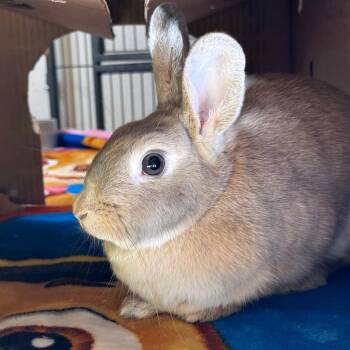 Brown Sugar -  American Rabbit for Adoption in Kanab, Utah - Brown Sugar | PetCurious