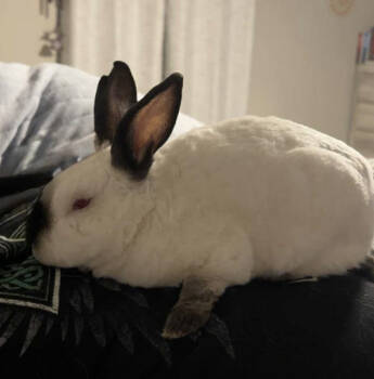 Rescue Mini Rex Rabbits for Adoption in Kalamazoo, Michigan - Brimley | PetCurious