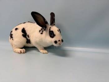 Spots -  Rex Rabbit for Adoption in Golden Valley, Minnesota - Spots | PetCurious