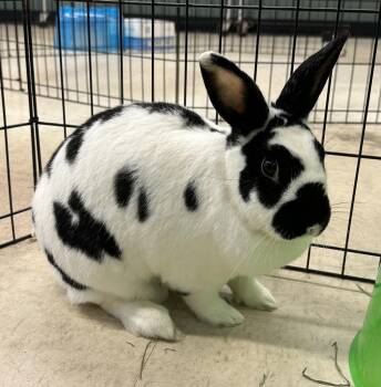 Checkered Giant Rabbits Available for Adoption - Larissa | PetCurious
