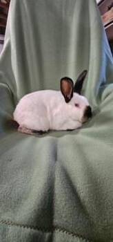 Rescue Californian Rabbits for Adoption in Folsom, California - Fig | PetCurious