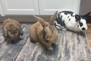 Mika -  Mini Rex and English Spot Rabbit for Adoption in Lakeville, Minnesota - Mika | PetCurious