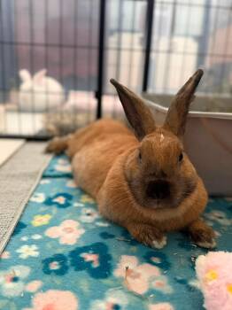 Earth -  Cinnamon Rabbit for Adoption in San Antonio, Texas - Earth | PetCurious