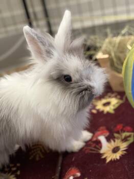 Marble -  Lionhead and Harlequin Rabbit for Adoption in San Antonio, Texas - Marble | PetCurious