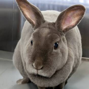Rescue Mini Rex Rabbits for Adoption in St. Louis, Missouri - BANANA | PetCurious
