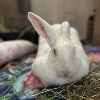 Fleur -  New Zealand Rabbit for Adoption - Fleur | PetCurious