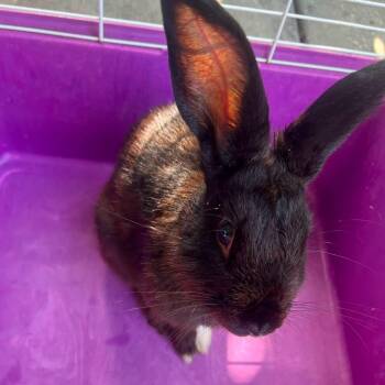 Boudin -  Bunny Rabbit Rabbit for Adoption in Paradis, Louisiana - Boudin | PetCurious