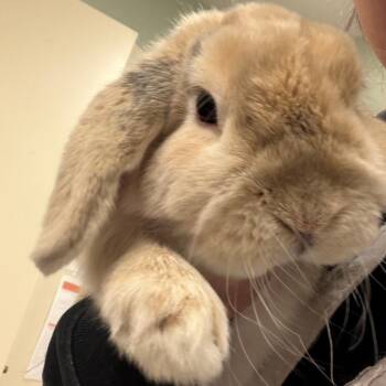 Benjamin -  Mini Lop Rabbit for Adoption in Waldorf, Maryland - Benjamin | PetCurious