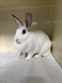 Dimples -  Bunny Rabbit Rabbit for Adoption in Cincinnati, Ohio - Dimples | PetCurious