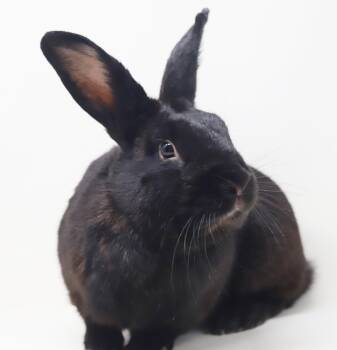 Toby is the ultimate cuddler - POSSIBLE THERAPY BUNNY - amazing -  Rex Rabbit for Adoption in Bedford Hills, New York - Toby Is The Ultimate Cuddler - POSSIBLE THERAPY BUNNY - Amazing | PetCurious