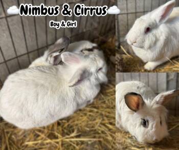 Lionhead Rabbits Available for Adoption - Nimbus & Cirrus | PetCurious