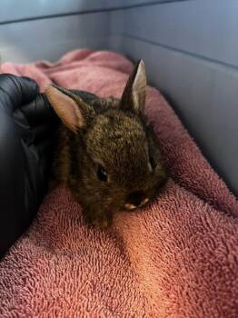 BUTTERCUP -  Bunny Rabbit Rabbit for Adoption in West Valley City, Utah - BUTTERCUP | PetCurious