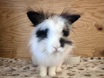Manchas -  Lionhead Rabbit for Adoption in Philadelphia, Pennsylvania - Manchas | PetCurious