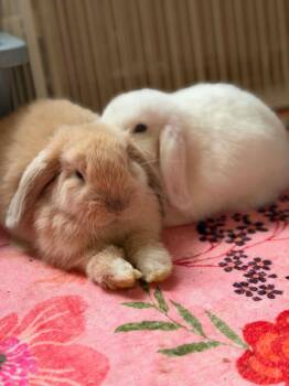 - Courtesy Post -  Holland Lop Rabbit for Adoption in Norwalk, Connecticut - - Courtesy Post | PetCurious