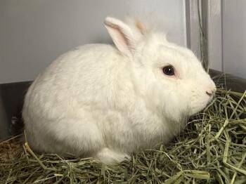 Hotot Rabbits Available for Adoption in Santa Rosa, California - RANDY | PetCurious