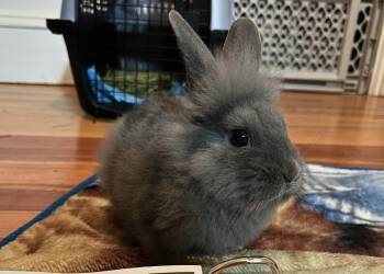 Bunny Rabbit Rabbits Available for Adoption in Westford, Massachusetts - Post It | PetCurious