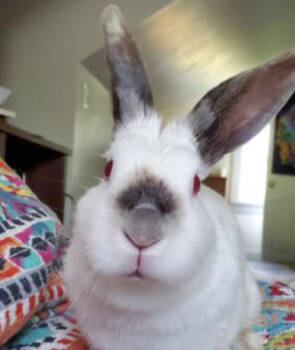 Rescue New Zealand Rabbits for Adoption in Kalamazoo, Michigan - Merlot | PetCurious