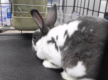 PANCAKE -  Bunny Rabbit Rabbit for Adoption in Omaha, Nebraska - PANCAKE | PetCurious
