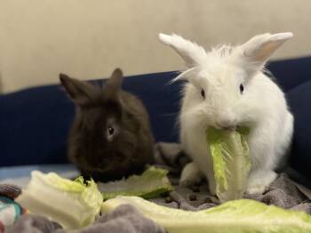 American Rabbits Available for Adoption - Yuki & Snoop | PetCurious
