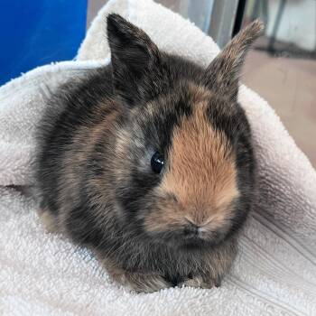 Bunny Rabbit Rabbits Available for Adoption in Lindon, Utah - Pip | PetCurious
