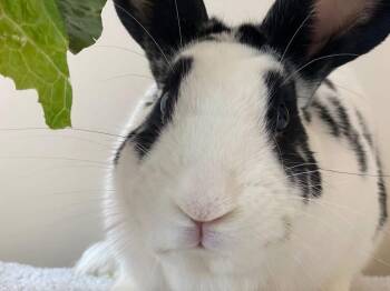 New Zealand Rabbits Available for Adoption - Paul  | PetCurious