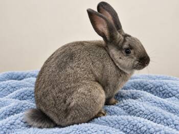 Kai -  New Zealand Rabbit for Adoption in Marshfield, Wisconsin - Kai | PetCurious