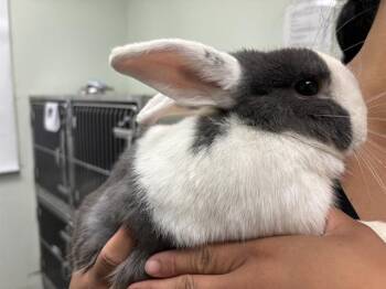 HENRY* -  Bunny Rabbit Rabbit for Adoption in Santa Cruz, California - HENRY* | PetCurious