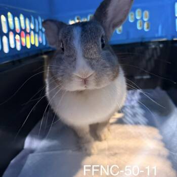 Willow -  American Rabbit for Adoption in Winston-salem, North Carolina - Willow | PetCurious