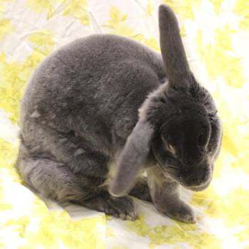 Rex and Chinchilla Rabbits Available for Adoption - Babes | PetCurious