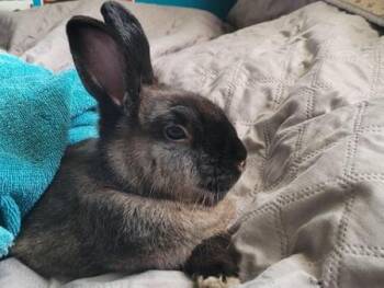 Ollie -  Cinnamon Rabbit for Adoption in Santa Cruz, California - Ollie | PetCurious