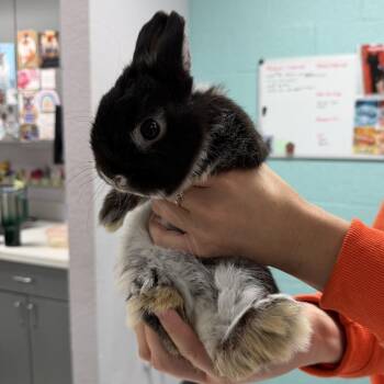 Netherland Dwarf Rabbits Available for Adoption - Ollie | PetCurious