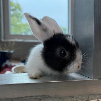 TUXEDOSAM -  English Lop Rabbit Available for Adoption in Barnstable, Massachusetts - TUXEDOSAM | PetCurious
