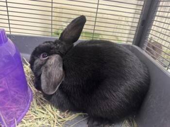 Fennel -  Rex Rabbit for Adoption - Fennel | PetCurious