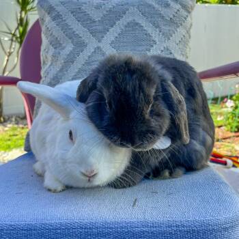 Rescue Holland Lop Rabbits for Adoption in Los Angeles, California - Flopsy & Lola | PetCurious