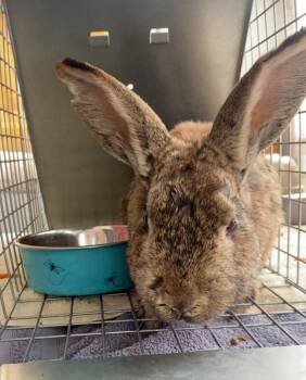 Rescue Bunny Rabbit Rabbits for Adoption in Westbrook, Maine - Ziggy | PetCurious