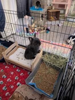 Lionhead Rabbits Available for Adoption in Melbourne, Florida - Vader | PetCurious