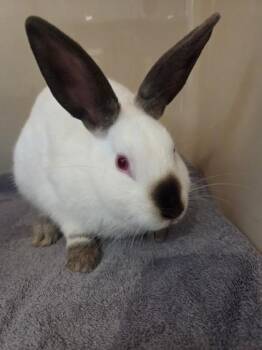 Salt -  Bunny Rabbit Rabbit for Adoption in Hamilton, Montana - Salt | PetCurious