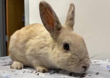Blue Moon -  Bunny Rabbit Rabbit for Adoption in Westford, Massachusetts - Blue Moon | PetCurious