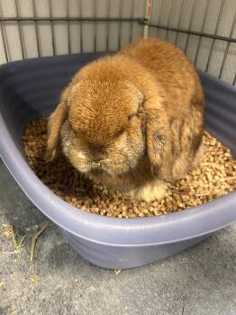 Bun Jovi -  Lop Eared Rabbit for Adoption in Rock Springs, Wyoming - Bun Jovi | PetCurious