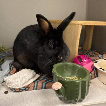 Ash -  American Rabbit for Adoption in Pittsburgh, Pennsylvania - Ash | PetCurious