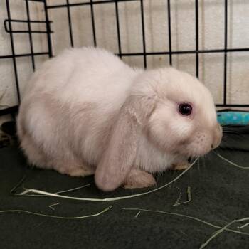 Mini Lop Rabbits Available for Adoption in Kennesaw, Georgia - Calcifer | PetCurious