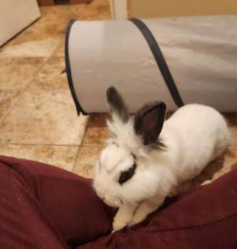 Luci (& Peanut) -  Lionhead and Bunny Rabbit Rabbit for Adoption in Fairfax, Virginia - Luci (& Peanut) | PetCurious