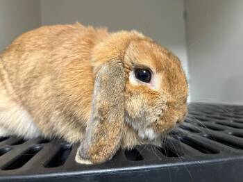 Two Step -  Holland Lop Rabbit for Adoption in Pflugerville, Texas - Two Step | PetCurious