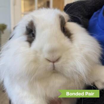 Lionhead Rabbits Available for Adoption - Rome (bonded With Daisy) | PetCurious