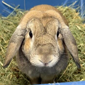 Georgie -  Holland Lop Rabbit for Adoption in Kennesaw, Georgia - Georgie | PetCurious