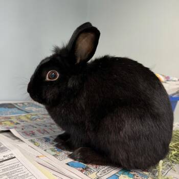 Bunisa -  Bunny Rabbit Rabbit for Adoption in Chicago, Illinois - Bunisa | PetCurious